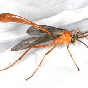 Leptophion sp. (genus) at Rosedale, NSW - 16 Nov 2019 10:14 PM