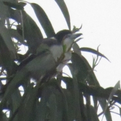 Cracticus torquatus (Grey Butcherbird) at Curtin, ACT - 7 Mar 2020 by BenW