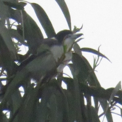 Cracticus torquatus (Grey Butcherbird) at Curtin, ACT - 7 Mar 2020 by BenW