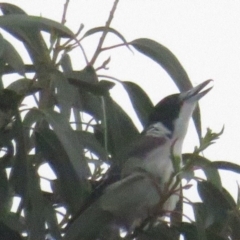 Cracticus torquatus at Curtin, ACT - 7 Mar 2020 08:10 AM