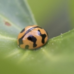 Coccinella transversalis (Transverse Ladybird) at Higgins, ACT - 7 Mar 2020 by AlisonMilton