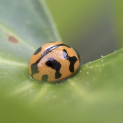 Coccinella transversalis (Transverse Ladybird) at Higgins, ACT - 7 Mar 2020 by AlisonMilton