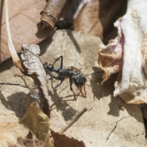 Myrmecia sp., pilosula-group at Higgins, ACT - 7 Mar 2020