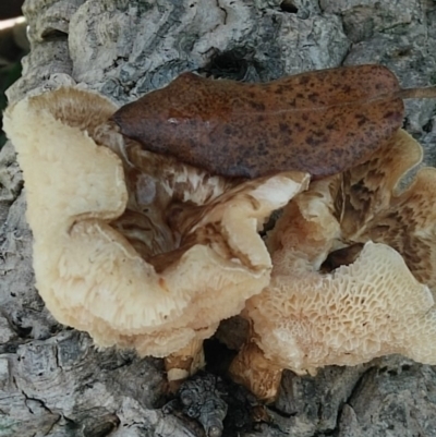 Lentinus arcularius (Fringed Polypore) at Molonglo Valley, ACT - 6 Mar 2020 by RogerH