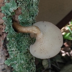 Lentinus arcularius at Molonglo Valley, ACT - 6 Mar 2020 02:03 PM