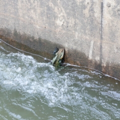 Intellagama lesueurii howittii at Molonglo River Reserve - 7 Mar 2020