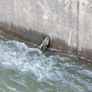 Intellagama lesueurii howittii at Molonglo River Reserve - 7 Mar 2020