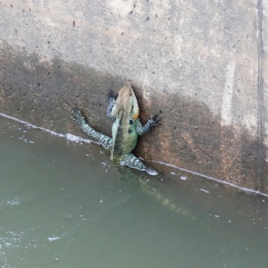 Intellagama lesueurii howittii at Molonglo River Reserve - 7 Mar 2020