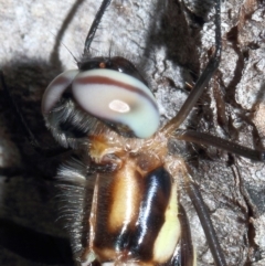 Cordulephya pygmaea (Common Shutwing) at Molonglo River Reserve - 7 Mar 2020 by Marthijn