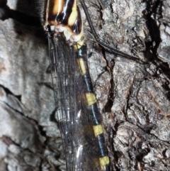 Cordulephya pygmaea at Molonglo River Reserve - 7 Mar 2020