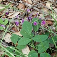 Glycine tabacina (Variable Glycine) at Molonglo Valley, ACT - 6 Mar 2020 by RogerH