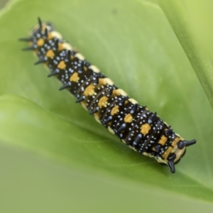 Papilio anactus at Higgins, ACT - 7 Mar 2020