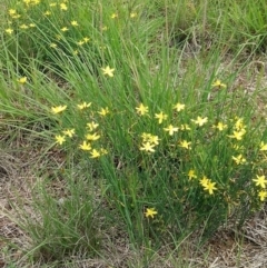 Tricoryne elatior (Yellow Rush Lily) at National Arboretum Forests - 6 Mar 2020 by RogerH