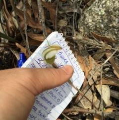 Diplodium ampliatum (Large Autumn Greenhood) at Paddys River, ACT - 7 Mar 2020 by kristi.lee@act.gov.au