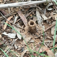 Camponotus intrepidus (Flumed Sugar Ant) at National Arboretum Forests - 6 Mar 2020 by RogerH