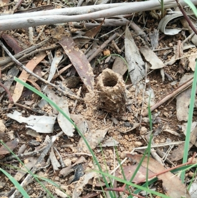 Camponotus intrepidus (Flumed Sugar Ant) at National Arboretum Forests - 6 Mar 2020 by RogerH