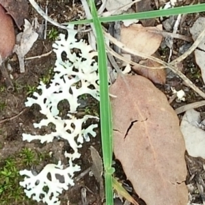 Parmeliaceae (family) at Molonglo Valley, ACT - 6 Mar 2020