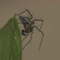 Oxyopes (genus) (Lynx spider) at Higgins, ACT - 5 Nov 2019 by AlisonMilton