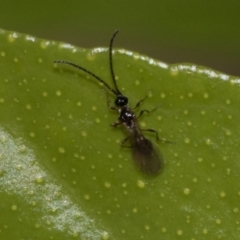 Diapriidae (family) (Diapriid wasp) at Higgins, ACT - 5 Nov 2019 by AlisonMilton