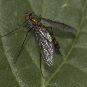 Heteropsilopus sp. (genus) at Higgins, ACT - 5 Nov 2019 11:58 AM