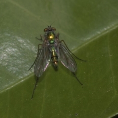 Heteropsilopus sp. (genus) at Higgins, ACT - 5 Nov 2019 11:58 AM