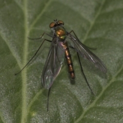 Heteropsilopus sp. (genus) at Higgins, ACT - 5 Nov 2019