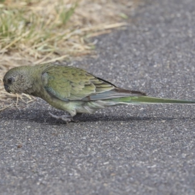 Psephotus haematonotus (Red-rumped Parrot) at Dunlop, ACT - 4 Nov 2019 by Alison Milton