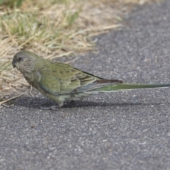 Psephotus haematonotus at Dunlop, ACT - 5 Nov 2019