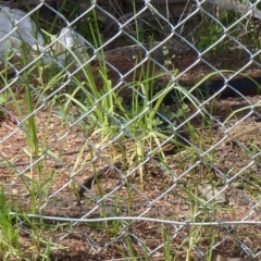 Pseudechis porphyriacus (Red-bellied Black Snake) at Bega, NSW - 7 Mar 2020 by MatthewHiggins