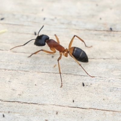 Camponotus consobrinus (Banded sugar ant) at Dunlop, ACT - 5 Nov 2019 by AlisonMilton