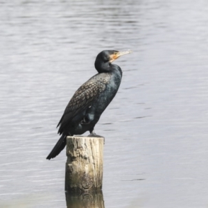 Phalacrocorax carbo at Dunlop, ACT - 5 Nov 2019 09:18 AM