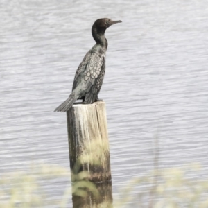 Phalacrocorax sulcirostris at Dunlop, ACT - 5 Nov 2019 09:24 AM