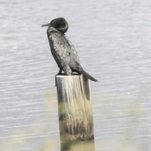 Phalacrocorax sulcirostris at Dunlop, ACT - 5 Nov 2019