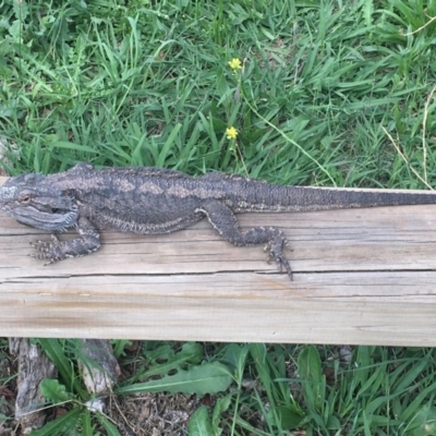 Pogona barbata (Eastern Bearded Dragon) at Hughes, ACT - 7 Mar 2020 by KL