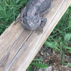 Pogona barbata at Hughes, ACT - 7 Mar 2020