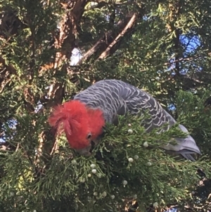 Callocephalon fimbriatum at Hughes, ACT - suppressed