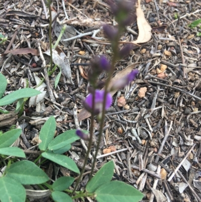 Glycine tabacina (Variable Glycine) at Hughes, ACT - 7 Mar 2020 by KL