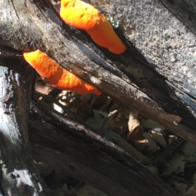 Trametes coccinea (Scarlet Bracket) at Deakin, ACT - 7 Mar 2020 by KL