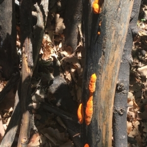 Trametes coccinea at Deakin, ACT - 7 Mar 2020