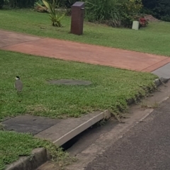 Vanellus miles (Masked Lapwing) at Manyana, NSW - 7 Mar 2020 by JulieL