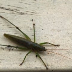 Austrosalomona sp. (genus) (Coastal katydid or Spine-headed katydid) at Wallaga Lake, NSW - 6 Mar 2020 by JoyGeorgeson