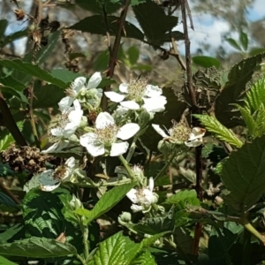 Rubus anglocandicans at O'Malley, ACT - 7 Mar 2020