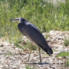 Egretta novaehollandiae (White-faced Heron) at Kingston, ACT - 10 Nov 2019 by Alison Milton