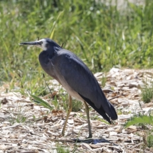 Egretta novaehollandiae at Kingston, ACT - 10 Nov 2019