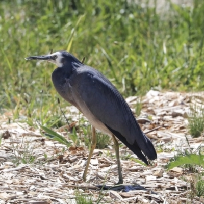 Egretta novaehollandiae (White-faced Heron) at Kingston, ACT - 10 Nov 2019 by Alison Milton