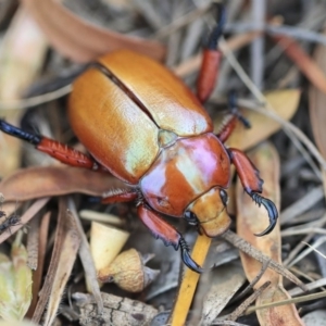 Anoplognathus montanus at Scullin, ACT - 9 Dec 2019 09:01 AM