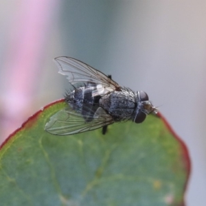 Tachinidae (family) at Scullin, ACT - 9 Dec 2019