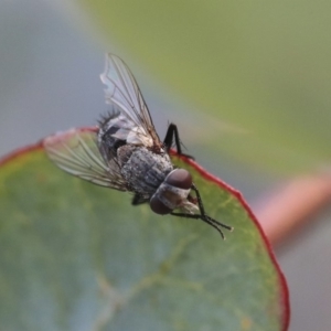 Tachinidae (family) at Scullin, ACT - 9 Dec 2019 09:19 AM