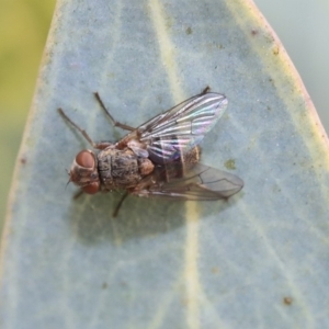 Palpostomatini (tribe) at Scullin, ACT - 9 Dec 2019