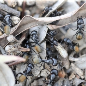 Camponotus aeneopilosus at Scullin, ACT - 8 Dec 2019 02:14 PM